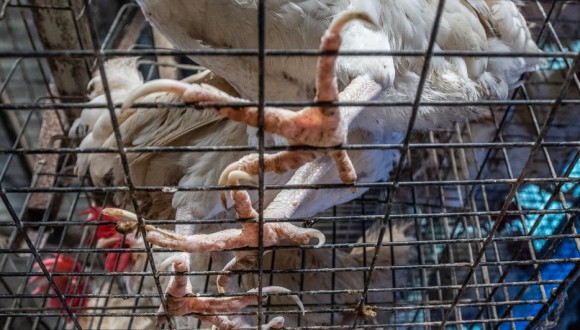 Demanem l’eliminació gradual de l’ús de gàbies per animals