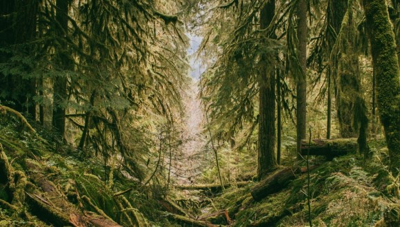 Preocupación por la deforestación y la tala ilegal de los bosques primarios de Rumania