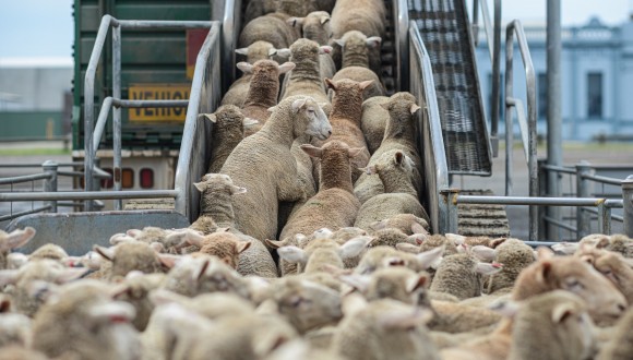 Demanem a la Ministra d’Agricultura portuguesa que protegeixi els animals que són transportats dins de la UE